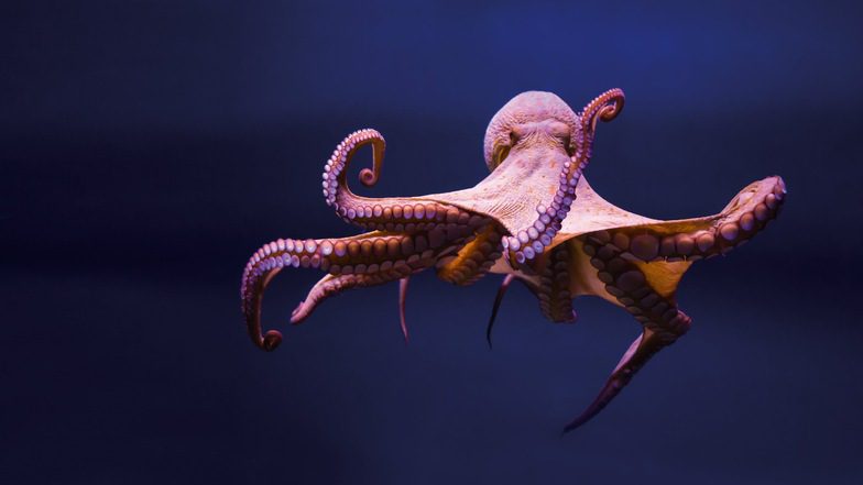 Il programma di digitalizzazione OCTOWARE®TN è stato sviluppato per servire il servizio sanitario pubblico.