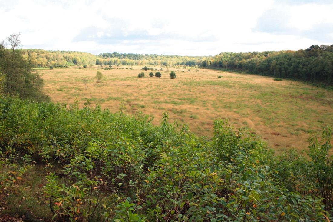 Parco naturale Wahner Heide.