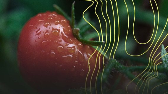 Pomodoro Pomodori © photo Alliance Foto: Bernd Jürgens