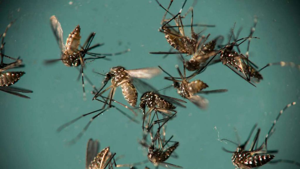 USA: la compagnia rivela zanzare geneticamente modificate - i residenti sono allarmati