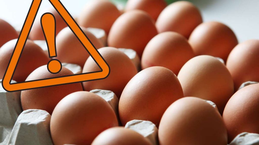 Richiamo dell'uovo Rewe: il controllo di qualità rivela disgustosi sospetti