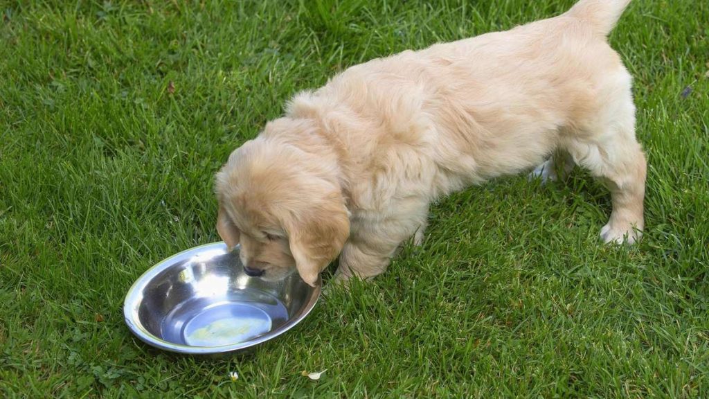 Il cibo per cani sta diventando scarso: le aziende avvertono i proprietari di cani di non comprare criceti
