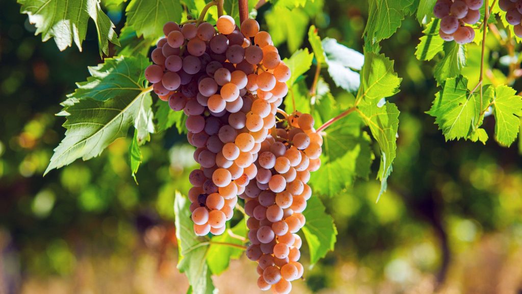 I produttori di vino annunciano un aumento dei prezzi del vino