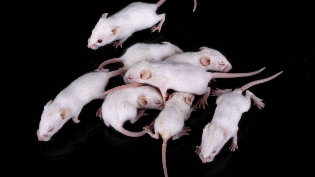 Possibile anche negli esseri umani: l'azienda biotecnologica può ringiovanire i topi