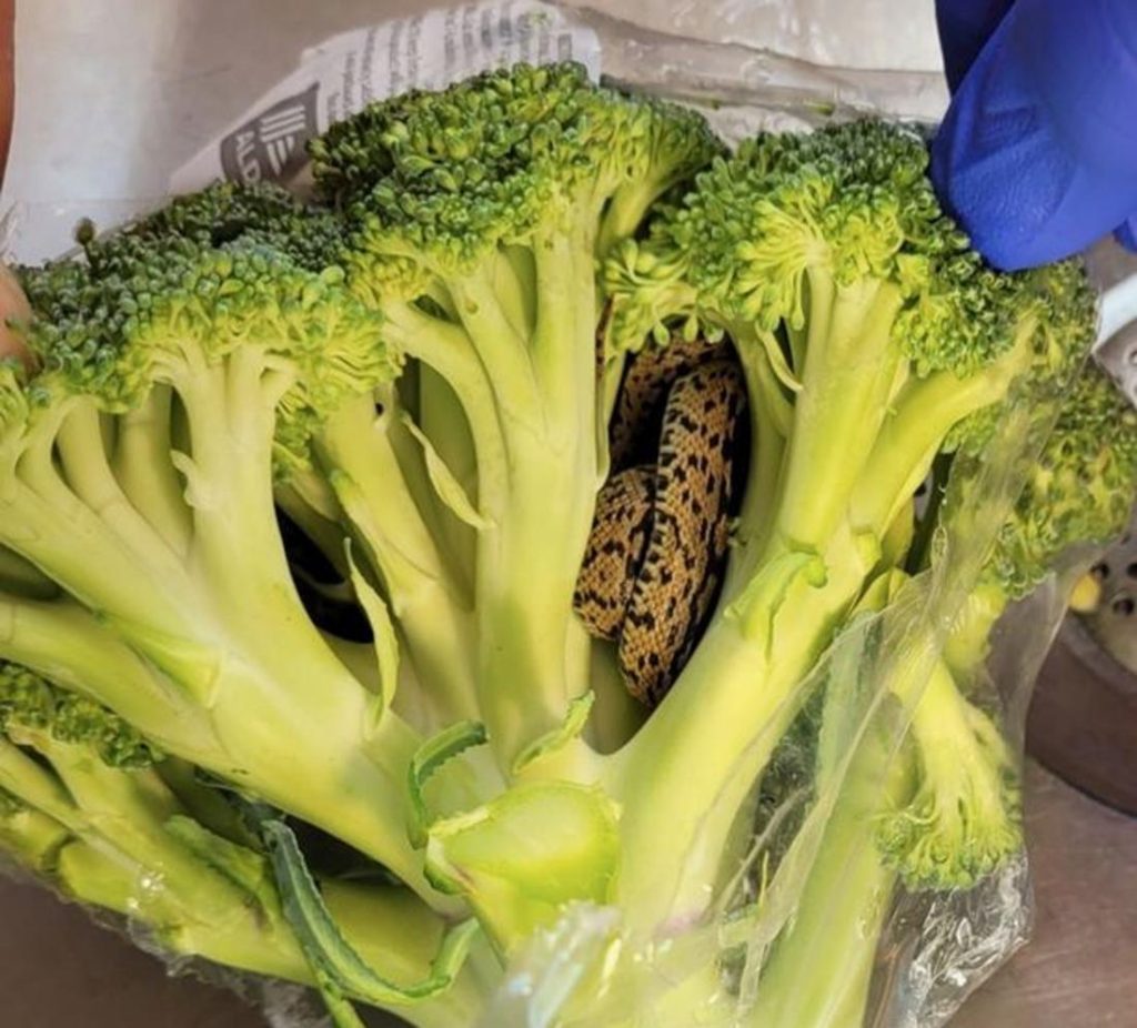 Serpente nei broccoli