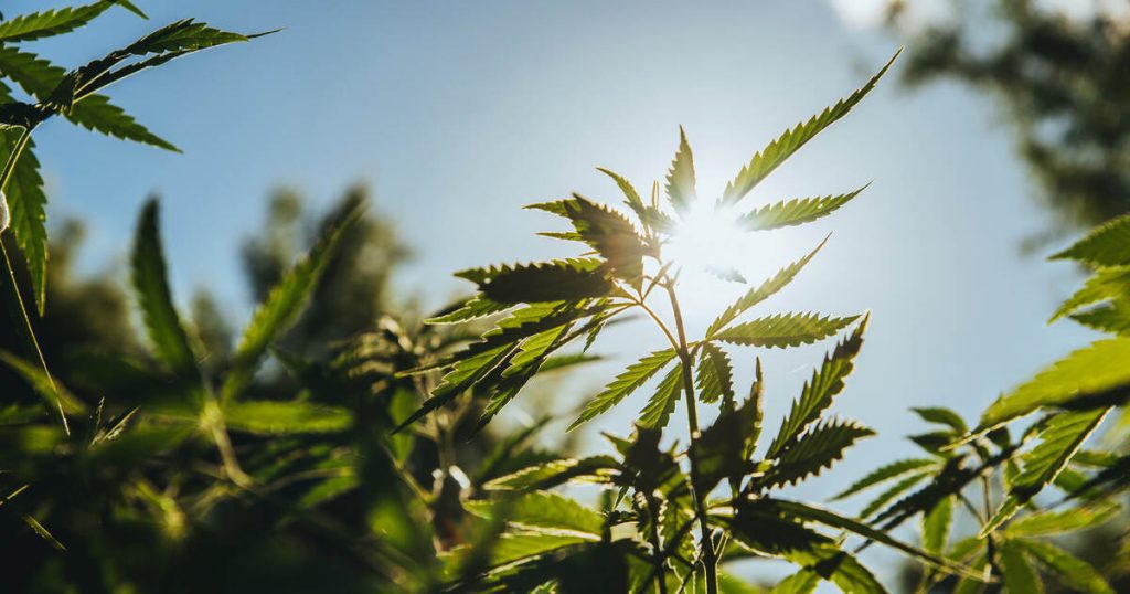 Hemp for Foods: Signature Products collabora con le migliori aziende per progetti di ricerca e business