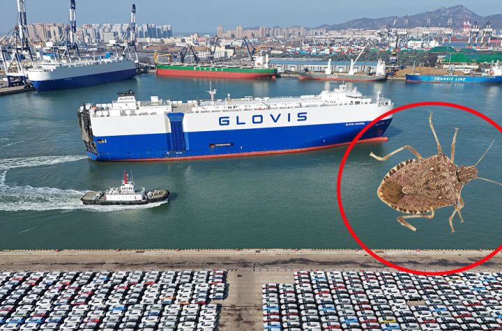 Glovis Caravelle: Cimici puzzolenti su una bisarca Tesla