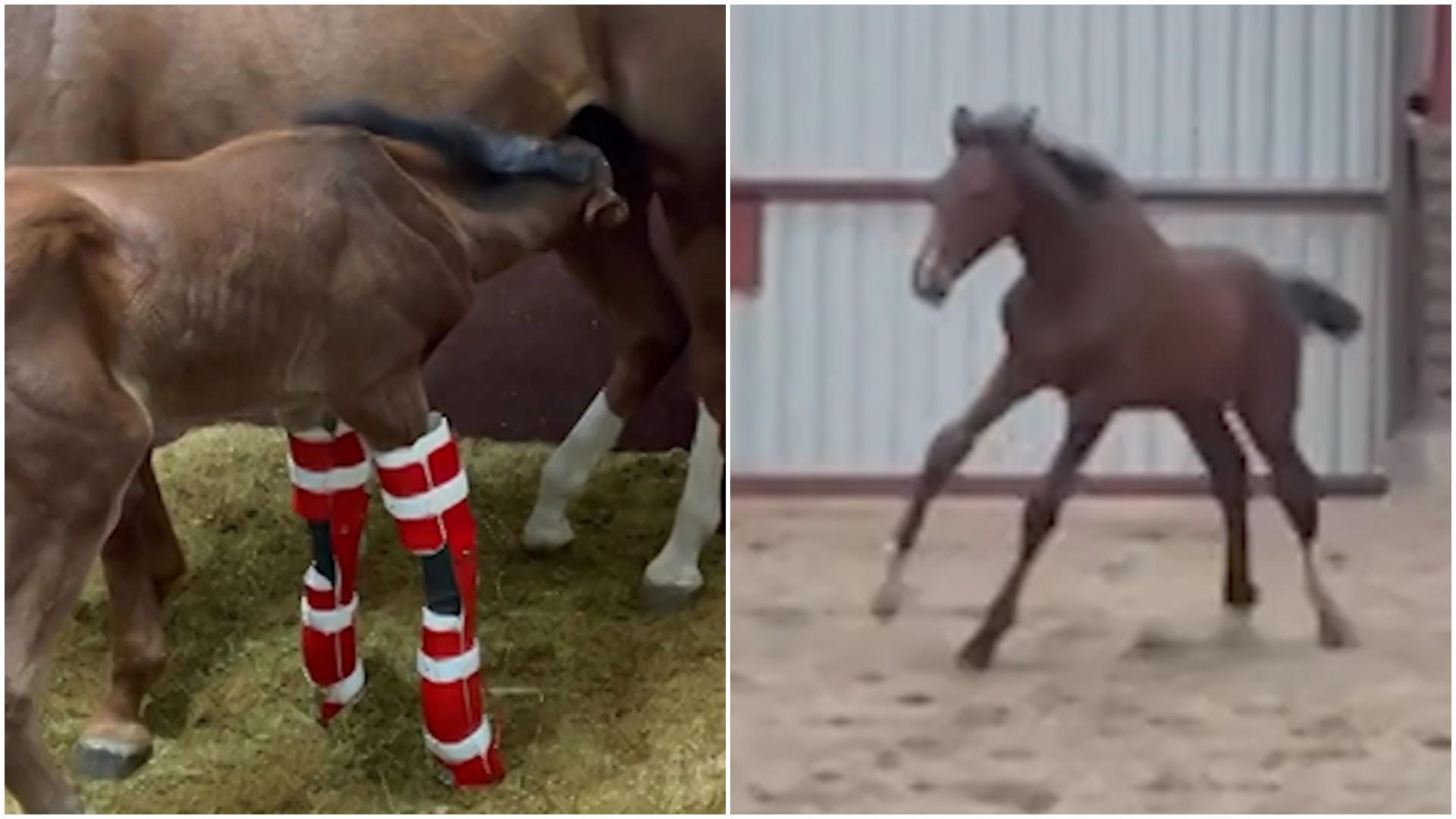 Nonostante la paralisi delle gambe: il pony può finalmente camminare, con una sola possibilità di sopravvivere!